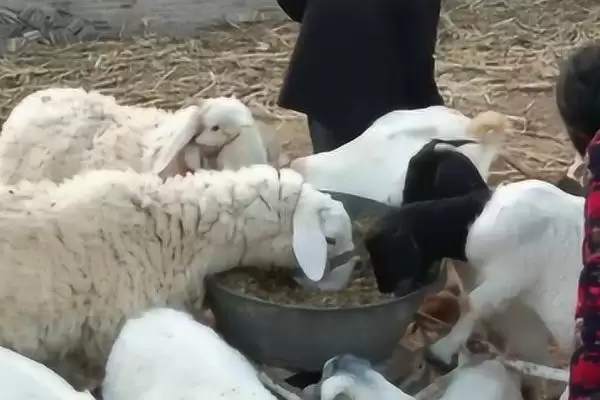 酒糟喂羊好处揭秘,增进食欲等功效要点解读插图1 酒糟喂羊好处揭秘,增进食欲等功效要点解读插图1