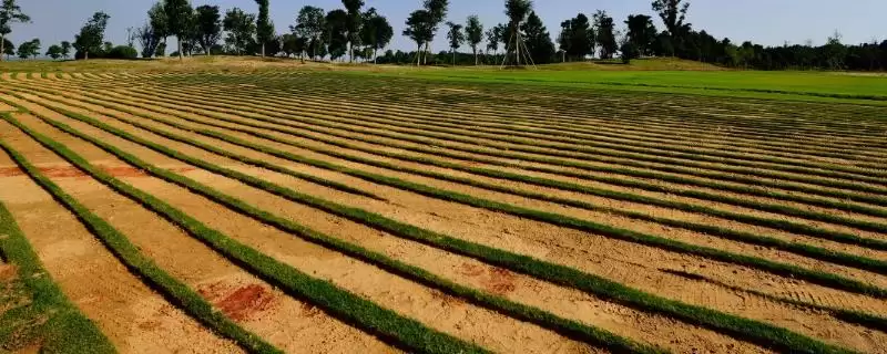 耕地上能否建养猪大棚探讨，基本农田禁止引关注-会东网