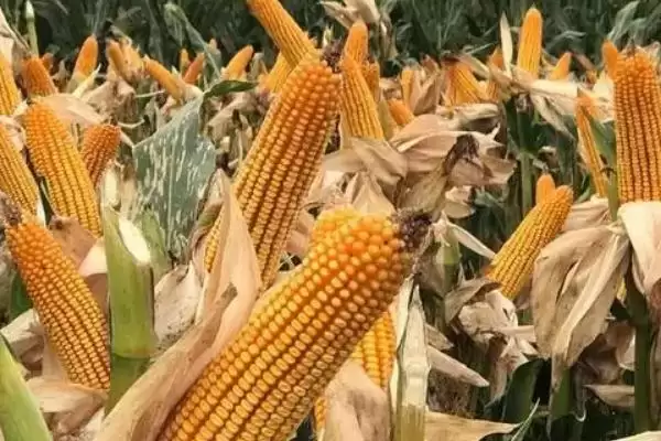 粒粒金339玉米种子特性曝光，密度4000株／亩左右数据公布插图3