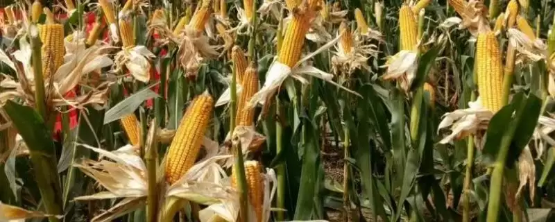 锐贮998玉米种子特征特性，出苗至成熟140天生长周期-会东网