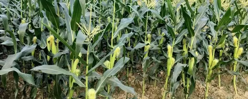 三盛2605玉米种子介绍,后期加强对蚜虫防治的要点插图 三盛2605玉米种子介绍,后期加强对蚜虫防治的要点插图