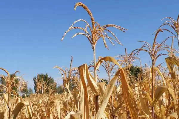 隆平208玉米种子登场，适宜密度4000／亩左右数据公布插图3