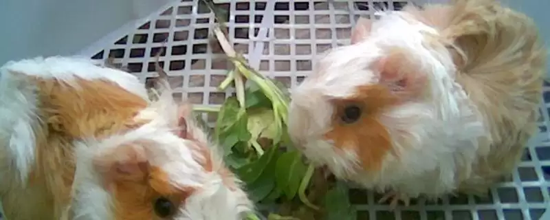 逆毛绒豚人工养殖方法揭秘，多种养殖方式解读-会东网