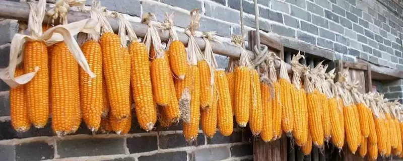 天紫23玉米种子介绍，该品种喜肥水的特点-会东网