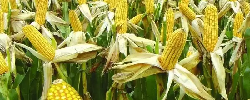 皖黄糯601玉米品种介绍,鲜食糯玉米品种插图 皖黄糯601玉米品种介绍,鲜食糯玉米品种插图
