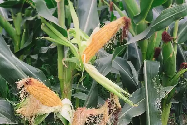 九丰早熟一号玉米种子登场，高抗丝黑穗病特性亮点突出插图2