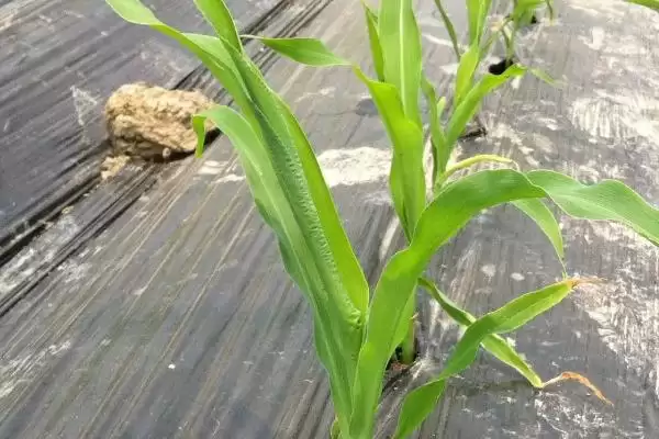 竟丰1226玉米品种登场，种植密度每亩4500株数据公布插图3