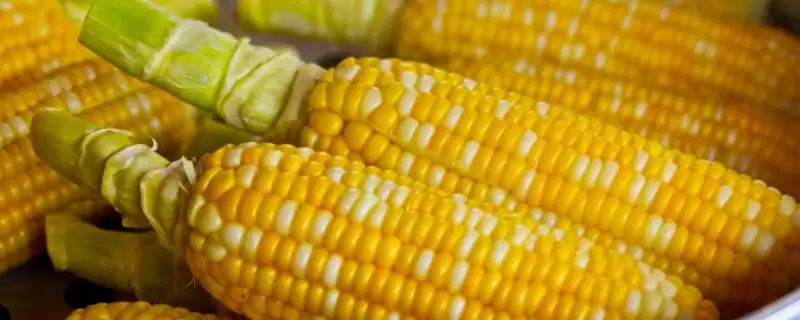 辽翔88玉米种子上线，高抗丝黑穗病特性亮点突出-会东网