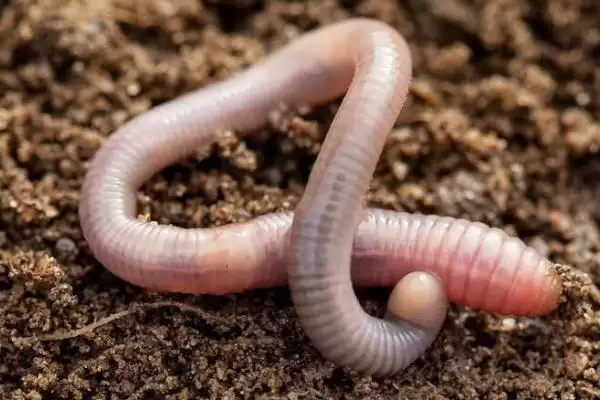 前打竿口碑品牌揭秘,一击等品牌受钓鱼者青睐插图9 前打竿口碑品牌揭秘,一击等品牌受钓鱼者青睐插图9