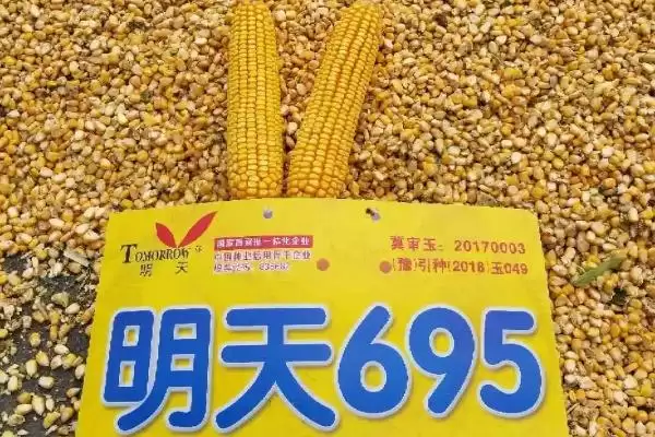 明天695特征特性揭秘，109天左右生育期成焦点插图5