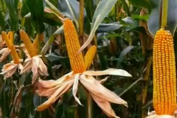 陆玉4号玉米种子登场,129天生育期成焦点插图2 陆玉4号玉米种子登场,129天生育期成焦点插图2