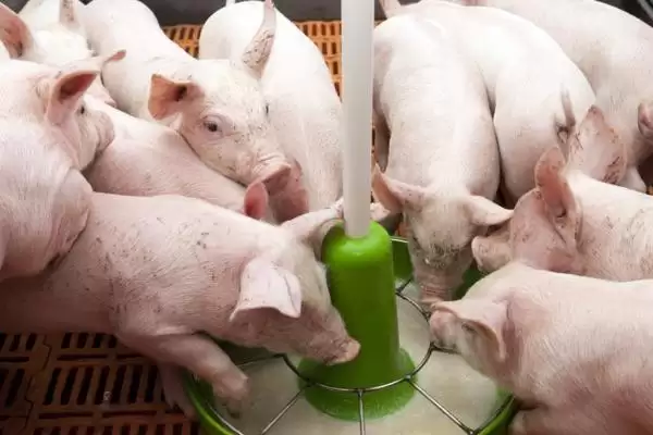母猪咬小猪解决方案揭秘，补充营养要点需关注插图2