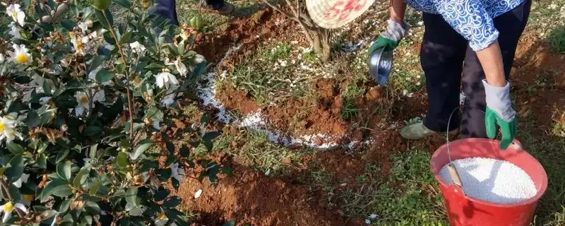 尿素使用误区揭秘，作种肥易毒害作物要点-会东网