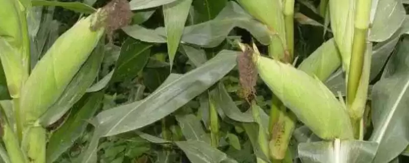 科甜1号玉米种子特性揭秘，穗位较高特征要点公布-会东网