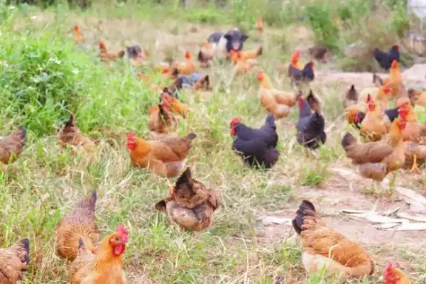 土鸡的散养要点有哪些？选择好鸡苗很重要插图5