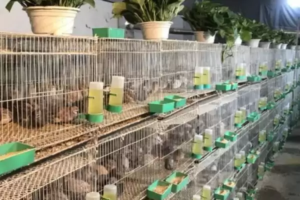 芦丁鸡室内养殖危害剖析，气味大易扰民现象深度探讨插图3