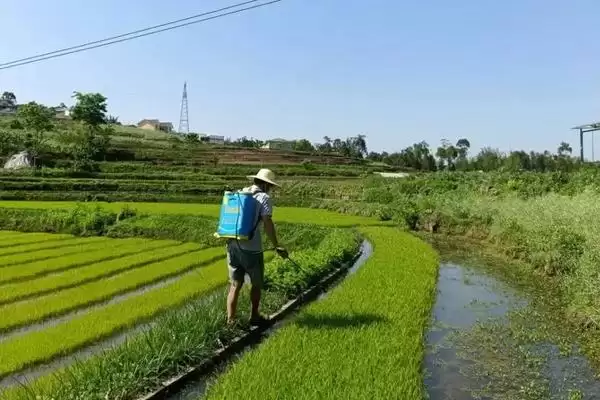 如何正确使用吡嘧磺隆,水稻幼苗期药害及使用要点插图2 如何正确使用吡嘧磺隆,水稻幼苗期药害及使用要点插图2