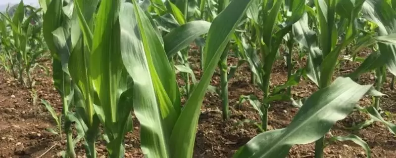 潞鑫一号玉米品种登场，生育期与对照相仿要点-会东网