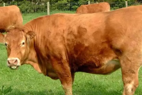 牛不爱吃草食欲不振原因解析,找准原因是关键插图3 牛不爱吃草食欲不振原因解析,找准原因是关键插图3