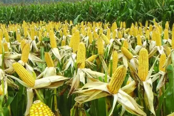 九圣禾257玉米种子特性曝光，6月上中旬适宜播期公布插图1