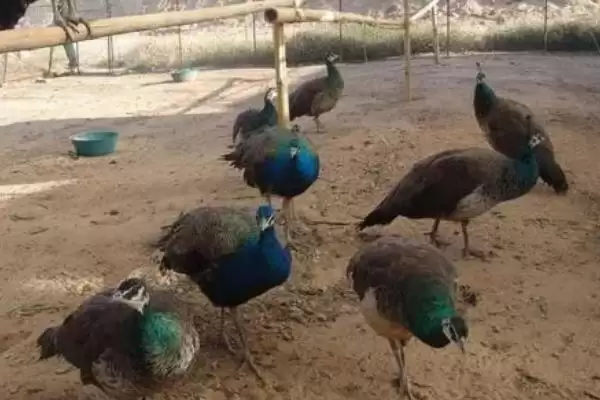 孔雀开屏行为揭秘，求偶目的背后的生物学意义插图3