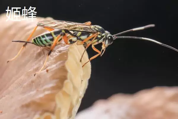 细腰蜜蜂品种揭秘，细腰蜂等常见品种受瞩目插图4