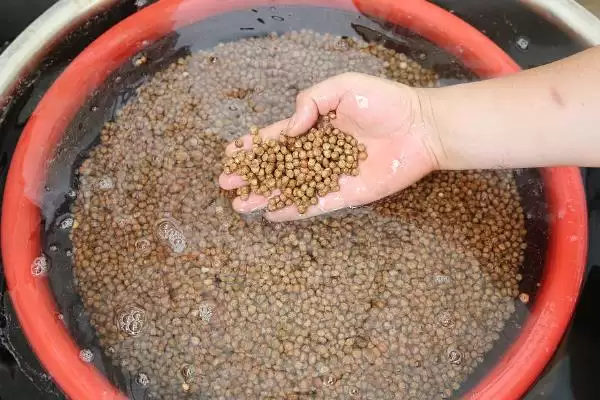 磷酸二氢钾农业应用揭秘，浸种、拌种、做底肥等方法解读插图1