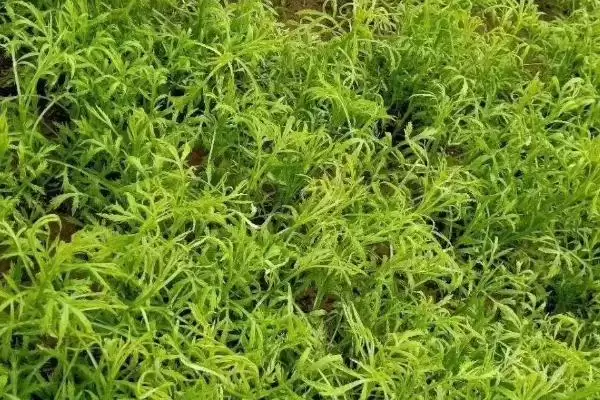 芦蒿种植技术大揭秘，肥沃沙壤土地种植为最佳选择插图3