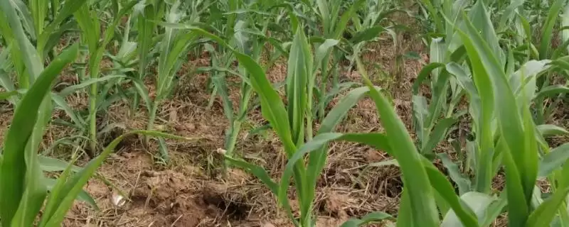 龙育73玉米种子特性曝光,机收籽粒玉米品种定位解读-会东网