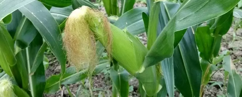 粒粒金103玉米种子上线，4月下旬至5月上旬适宜播期公布-会东网