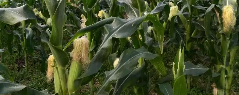 瑞糯2008玉米种子简介,高抗玉米螟能力展现插图 瑞糯2008玉米种子简介,高抗玉米螟能力展现插图