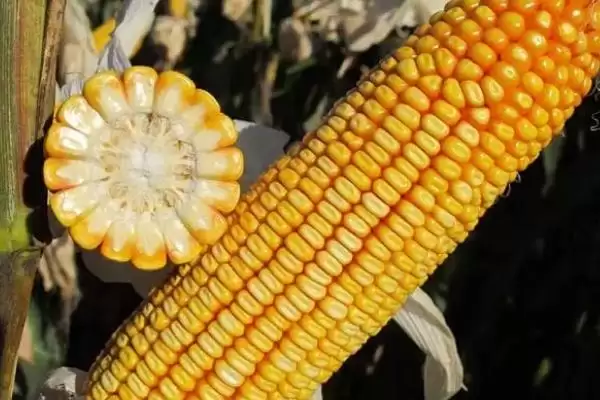 垦单1563玉米种子上线,亩种植密度4500株数据公布插图1 垦单1563玉米种子上线,亩种植密度4500株数据公布插图1