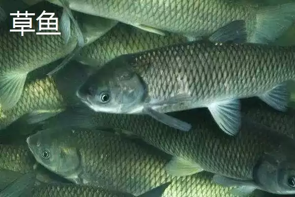 青鱼和草鱼的区别，科属、形态和栖息环境不同之处详解插图6