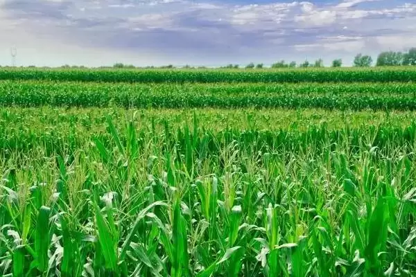 领丰1227玉米种子登场，4月20日后播种时间引关注插图1