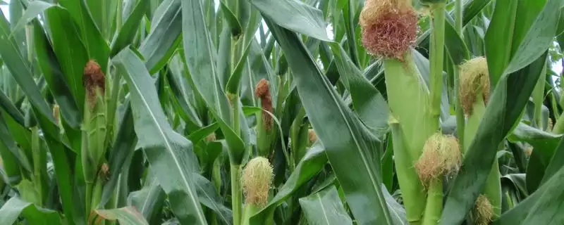 蠡玉35玉米种子特性揭秘，防治弯孢菌叶斑病要点深度解读-会东网