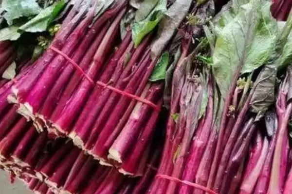 立秋后农作物种植揭秘，油菜、红菜苔、萝卜等推荐解读插图2