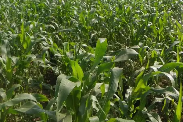 普玉366（试验名称：普玉366）玉米种子特征特性，高抗大斑病的强大抗病力插图1