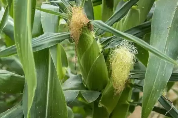 京科427玉米种子特性曝光,中抗穗腐病特性要点公布插图2 京科427玉米种子特性曝光,中抗穗腐病特性要点公布插图2