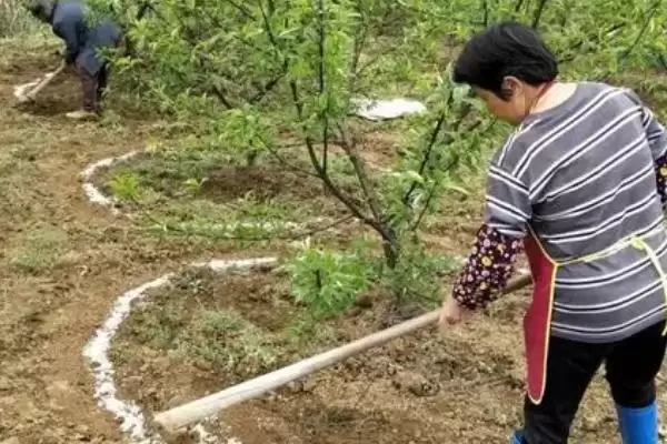 镁肥对植物作用揭秘，助力作物增产效果显著插图2