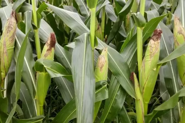 蒙龙504玉米品种特性揭秘，高抗丝黑穗(0.0%HR)优势插图3