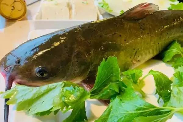 黔鱼是什么鱼，北美洲主要鲶鱼品种的详细介绍插图5