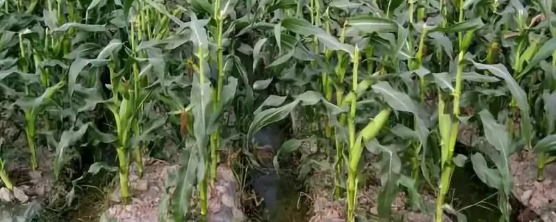 陆玉4号玉米种子登场,129天生育期成焦点插图 陆玉4号玉米种子登场,129天生育期成焦点插图