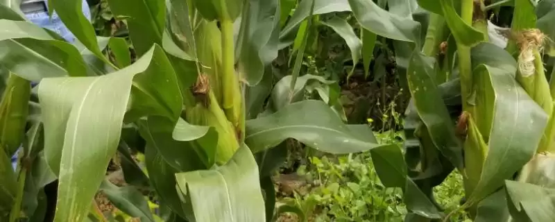 农学士01A玉米品种特性剖析,中抗大斑病优势尽显-会东网