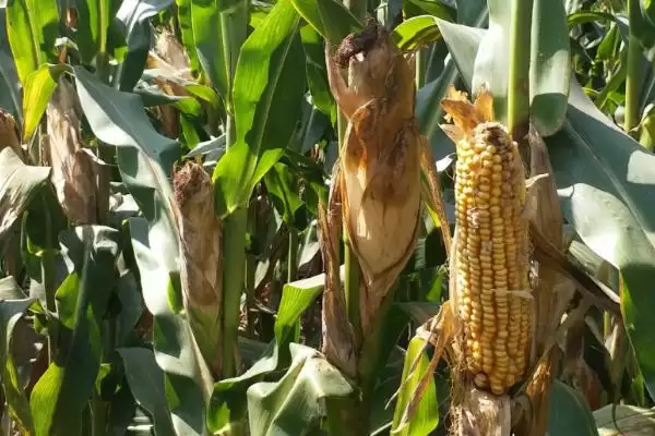 美豫22玉米种子登场，中等肥力以上地块栽培要点插图3