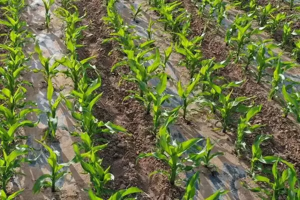 龙牧7号玉米种子亮相，4月30日左右播种时间公布插图1