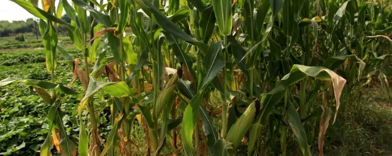 秦龙18号玉米品种简介,全生育期98天左右的生长周期-会东网