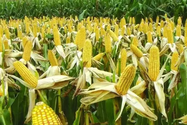 垦裕甜1号玉米种子特性揭秘，种植密度不宜过大要点解读插图3