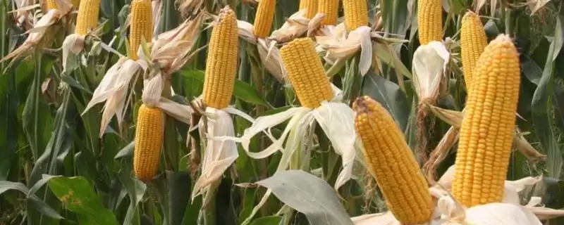 美玉甜001玉米种子特征曝光，5000株亩种植密度-会东网