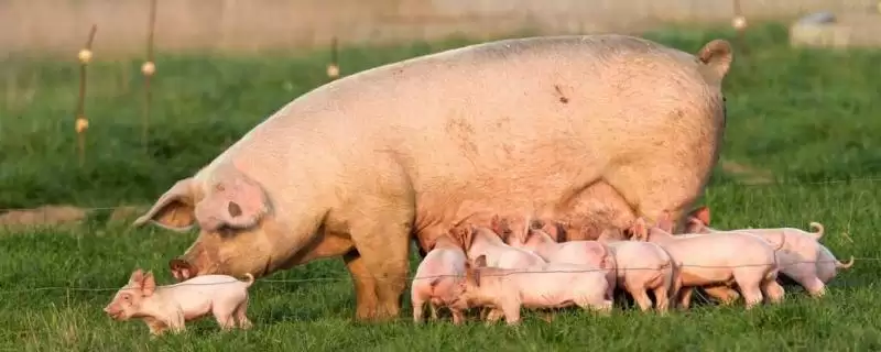 母猪咬小猪解决方案揭秘，补充营养要点需关注-会东网