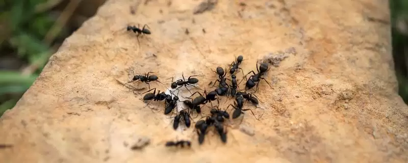 如何永久去除蚂蚁,喷洒肥皂水灭除蚂蚁要点插图 如何永久去除蚂蚁,喷洒肥皂水灭除蚂蚁要点插图